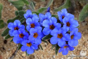 Alkanna_tinctoria_flower1